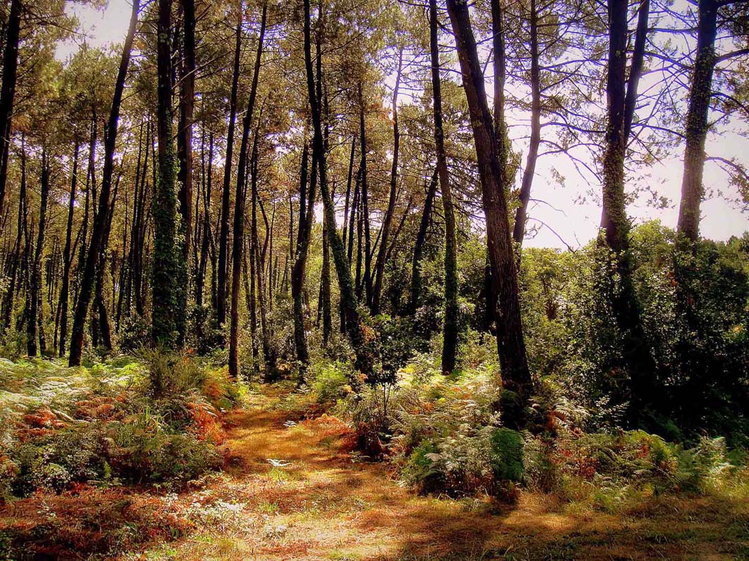 Un chemin dans la forêt...