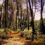 Un chemin dans la forêt...