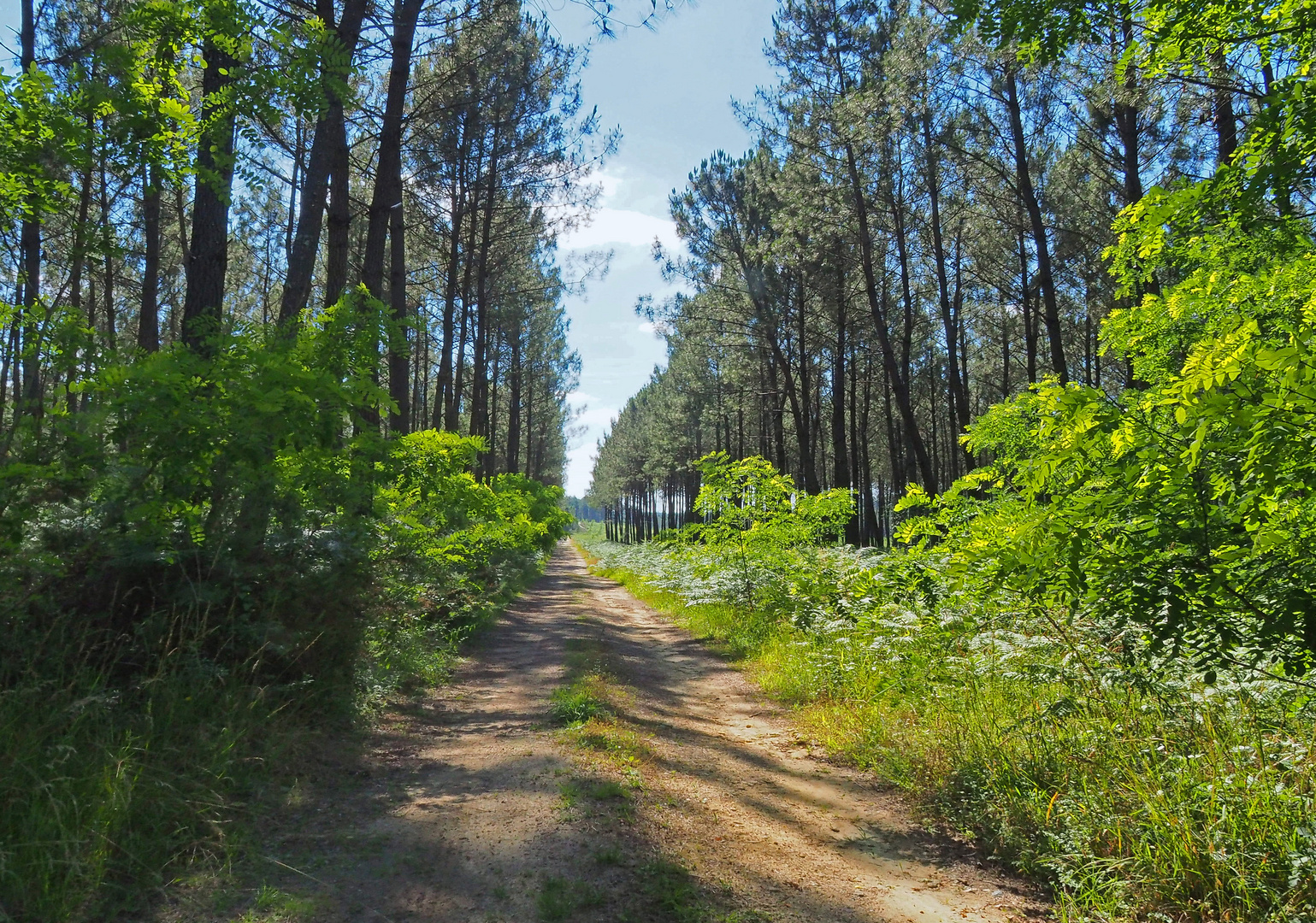 Un chemin dans la forêt des Landes de Gascogne