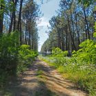 Un chemin dans la forêt des Landes de Gascogne