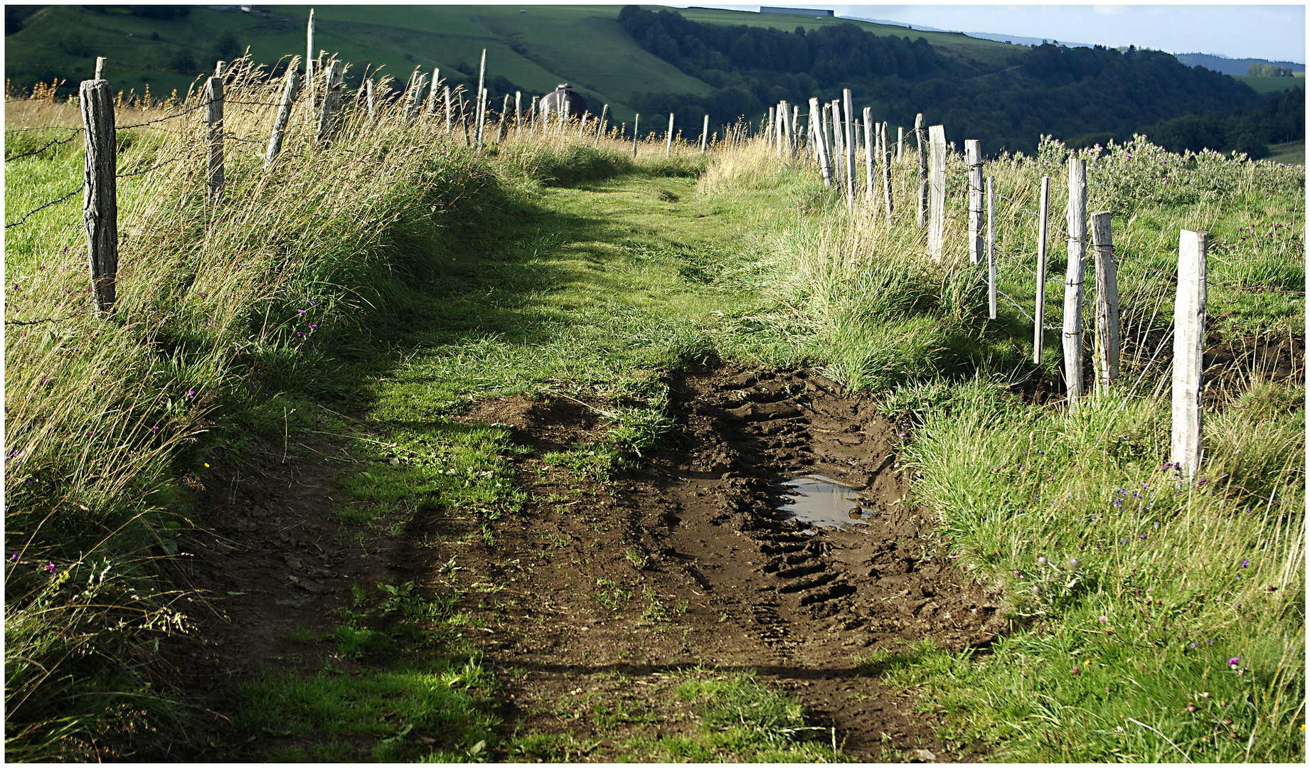 Un chemin dans le Cézallier