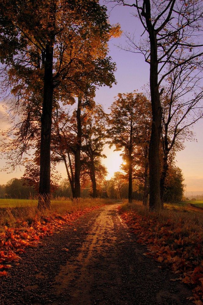 un chemin d'automne