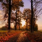 un chemin d'automne