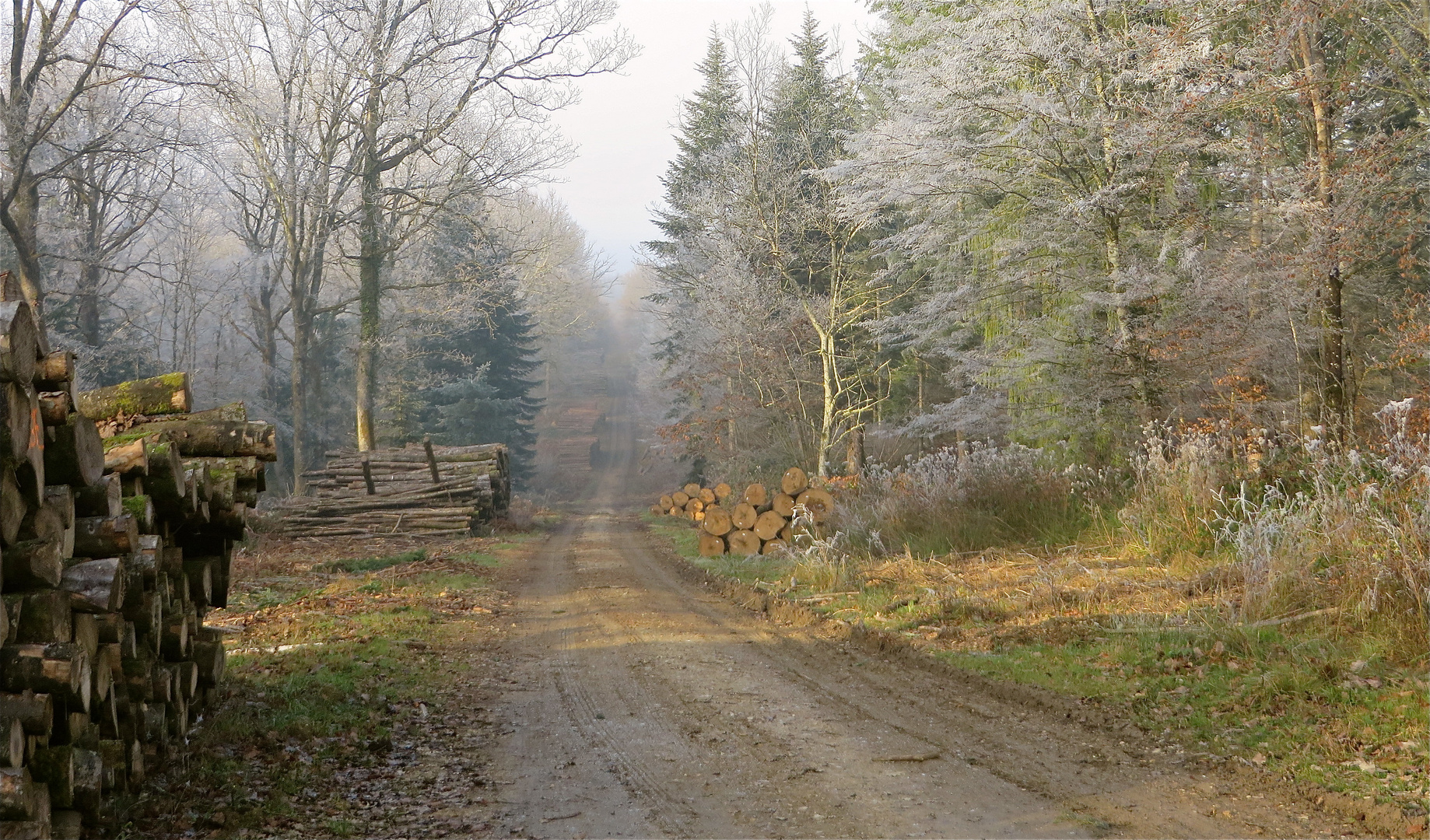 ... un chemin forestier !!!...