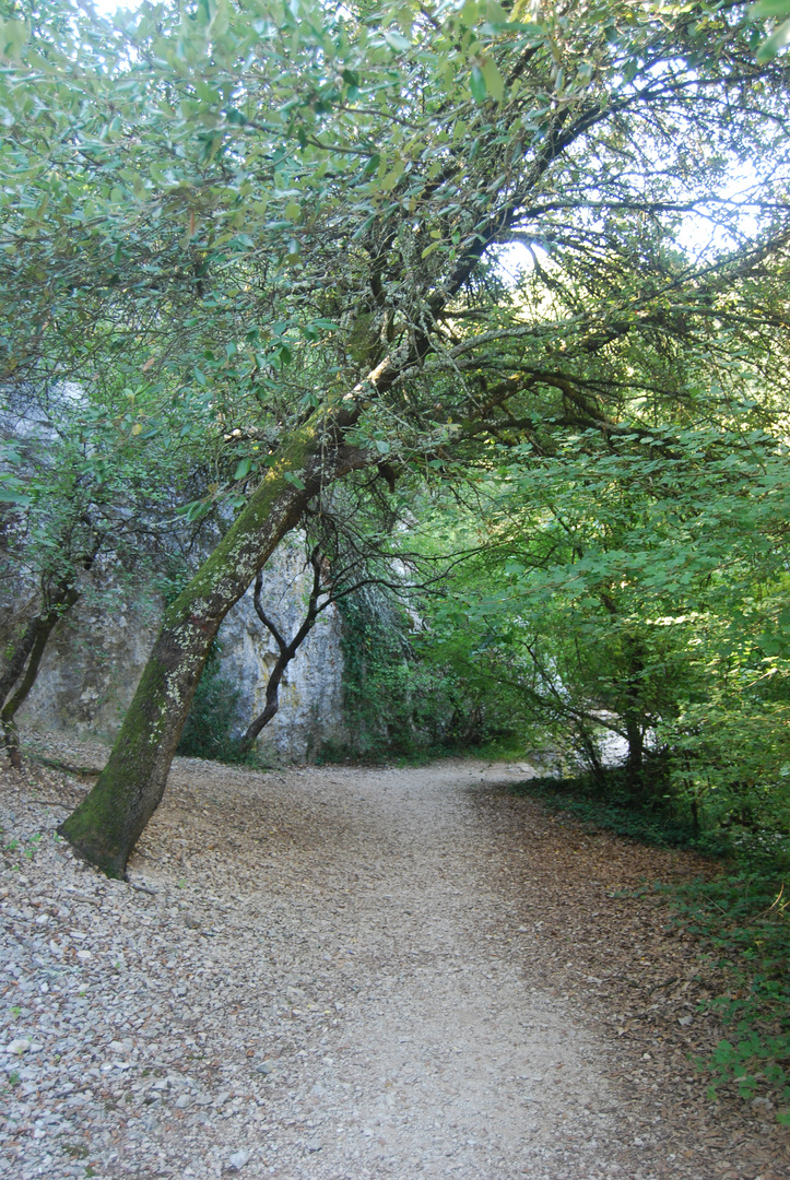 Un chemin perdu (la font-vive)