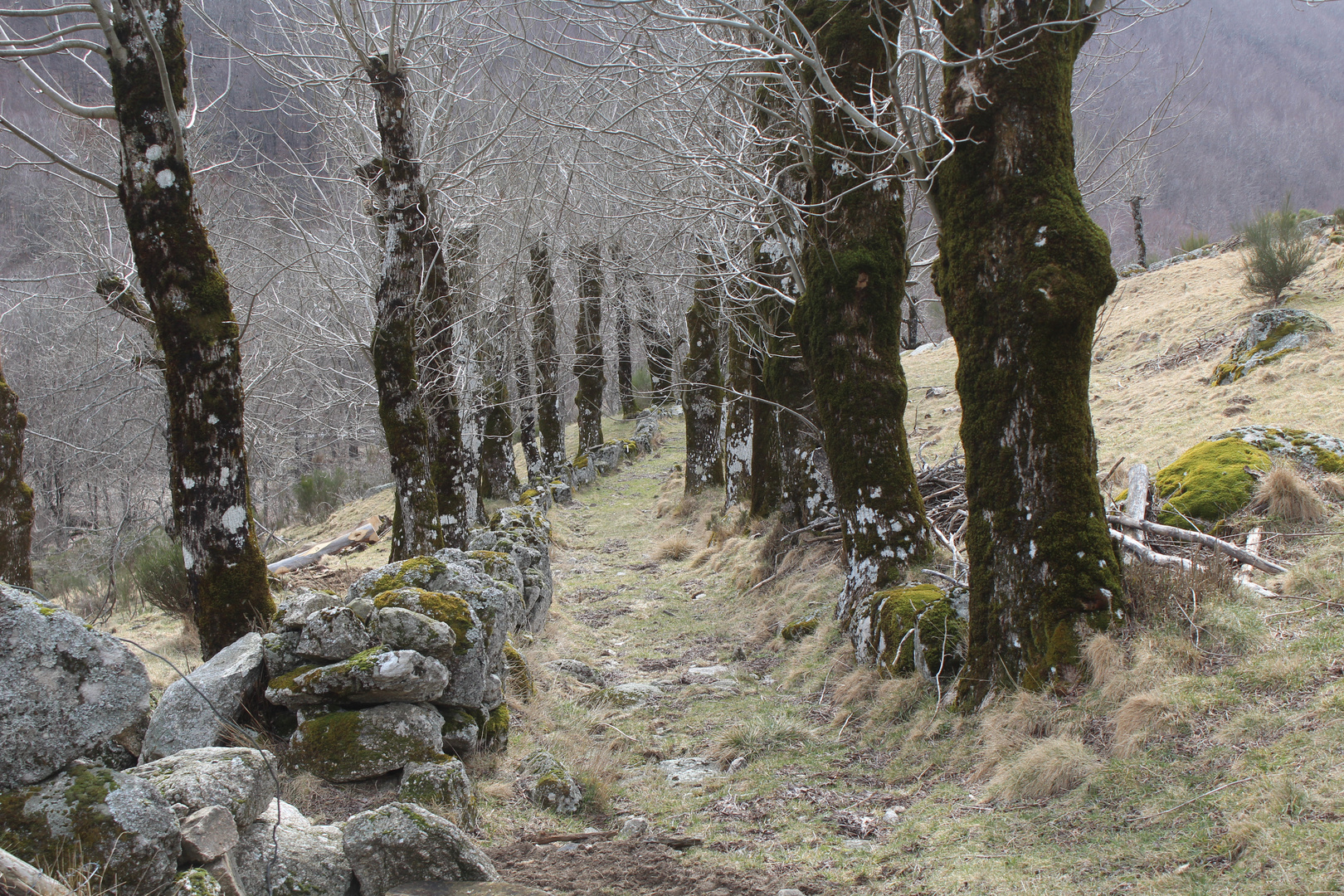 Un chemin tout tracé