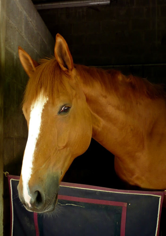 Un cheval dans son box