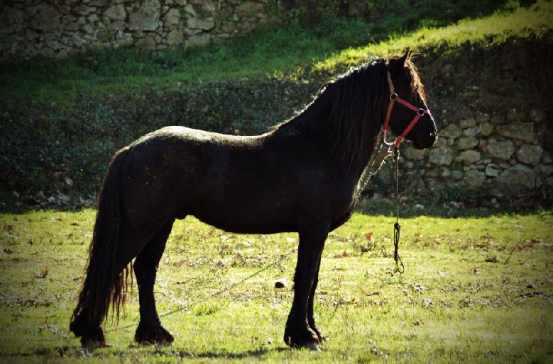 Un cheval de cirque