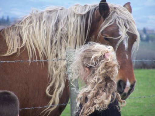 un cheval... des cheveux !!