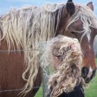 un cheval... des cheveux !!