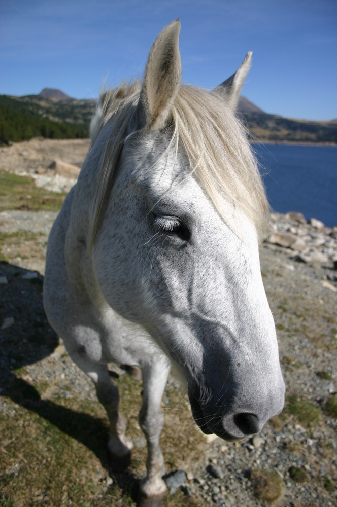 Un cheval des Pyrénées