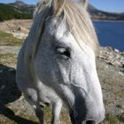 Un cheval des Pyrénées