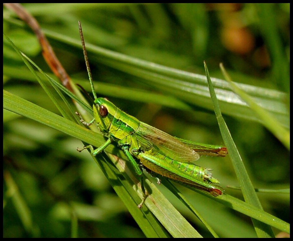 Un cheval d´herbe