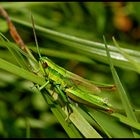 Un cheval d´herbe