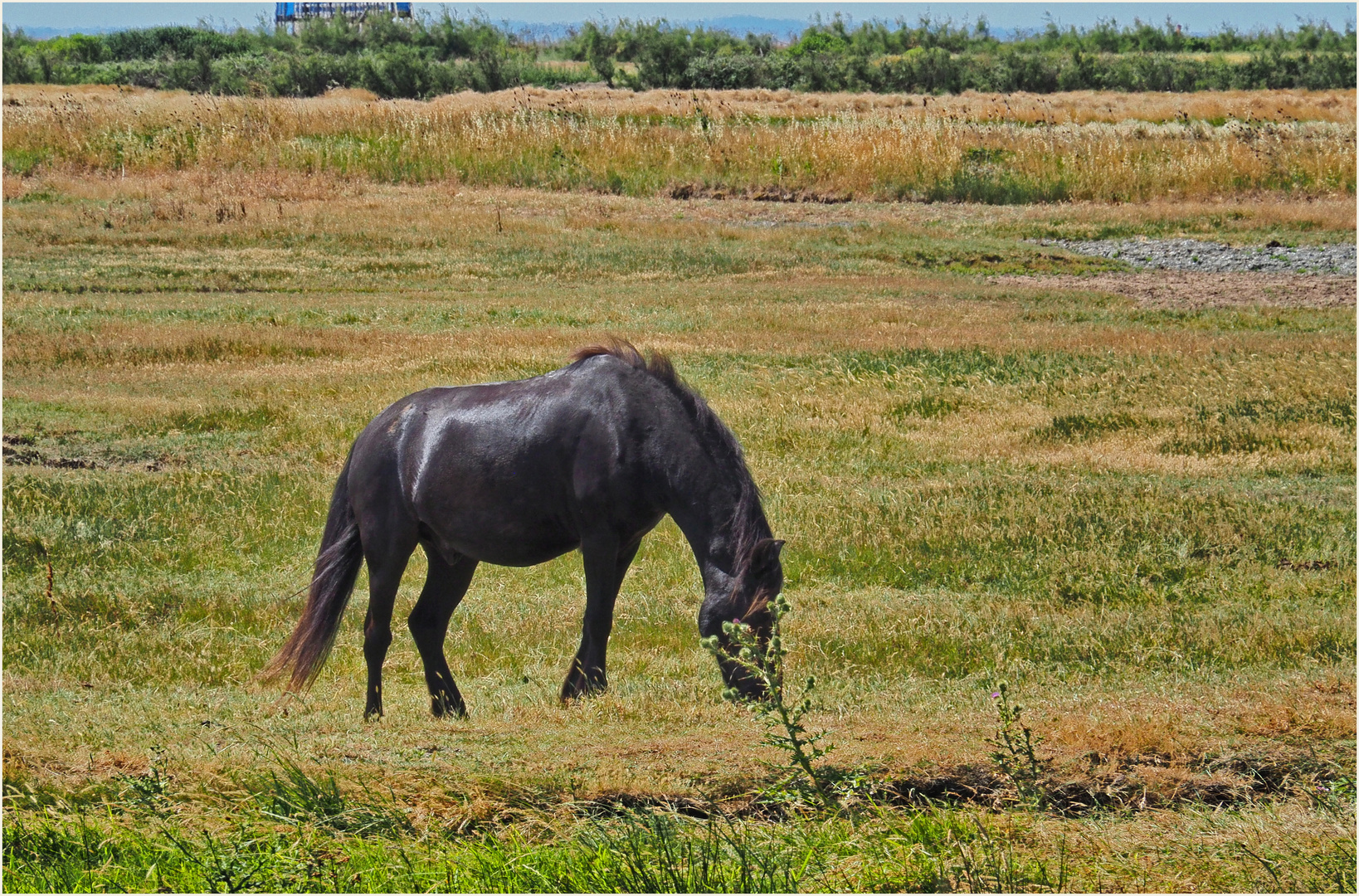 Un cheval heureux