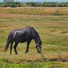 Un cheval heureux