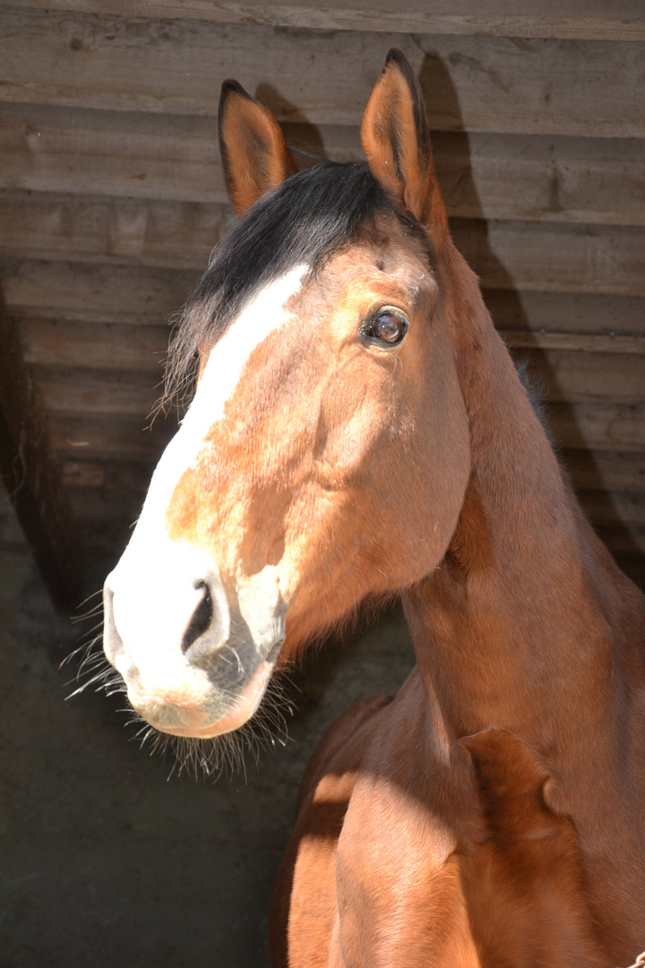 un cheval peut changer votre vie