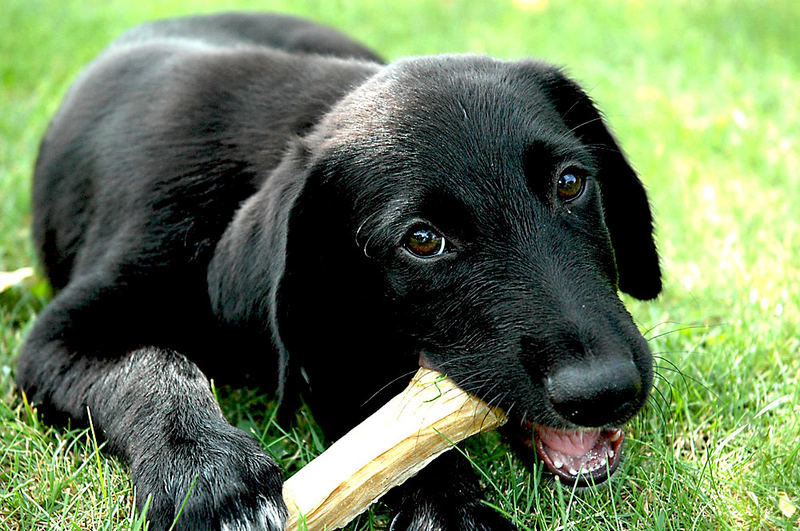 Un chien au nom des Santos