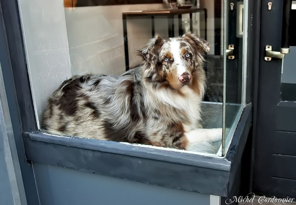 Un chien dans la vitrine. 