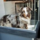 Un chien dans la vitrine. 