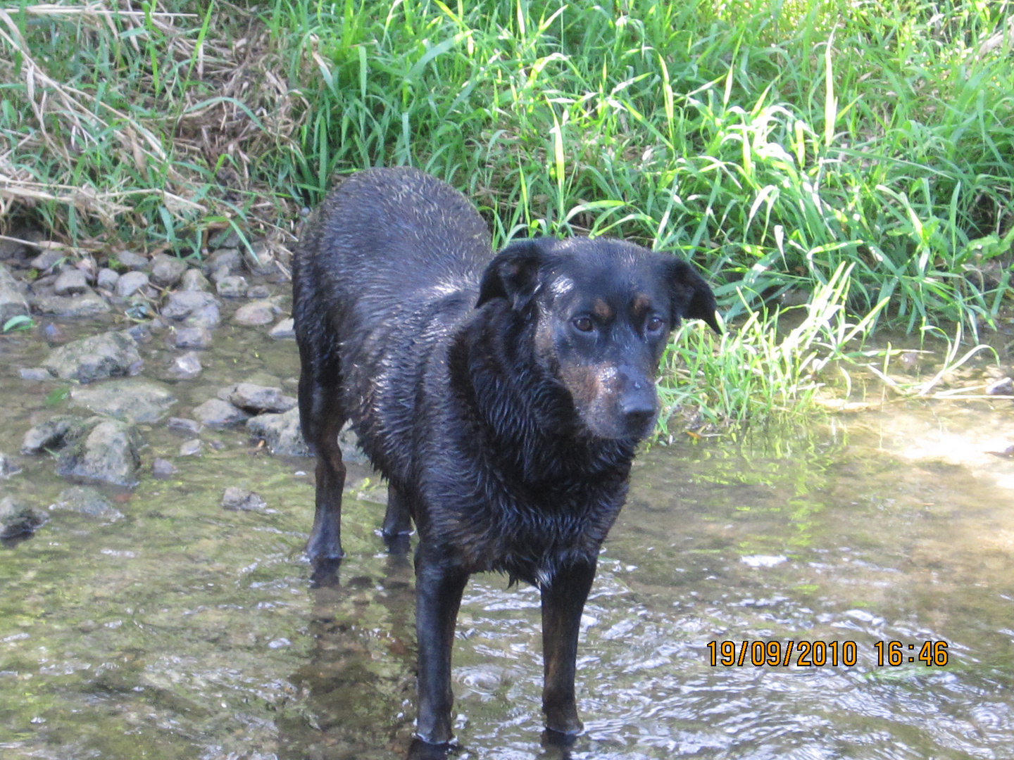 un chien de l'eau et de la joie!