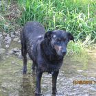 un chien de l'eau et de la joie!