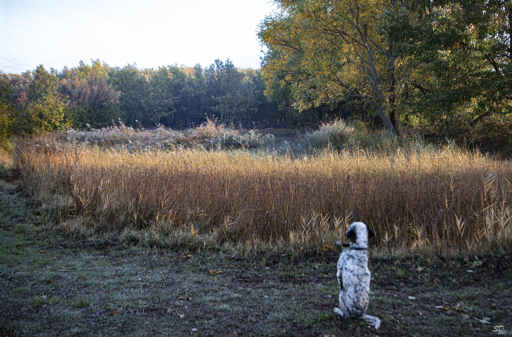 Un chien en automne