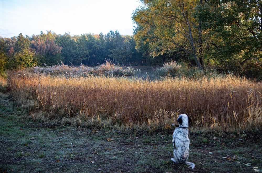 Un chien en automne