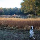 Un chien en automne