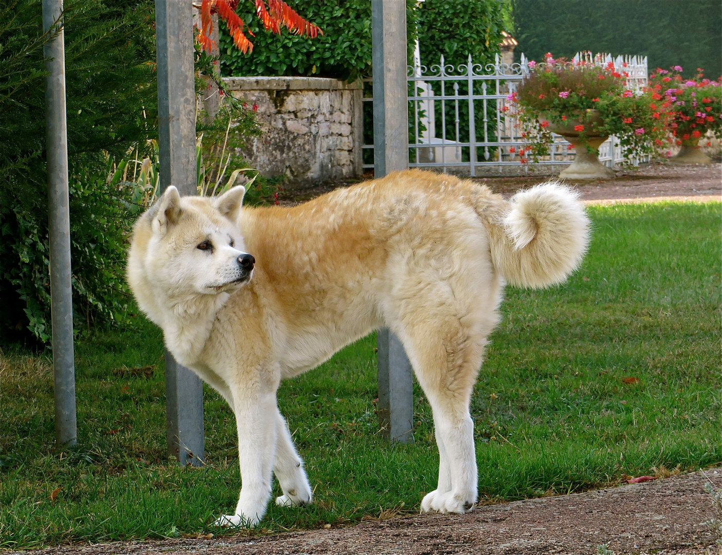 ...un chien énorme !!!...