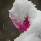 Un ciclamino incappucciato di neve
