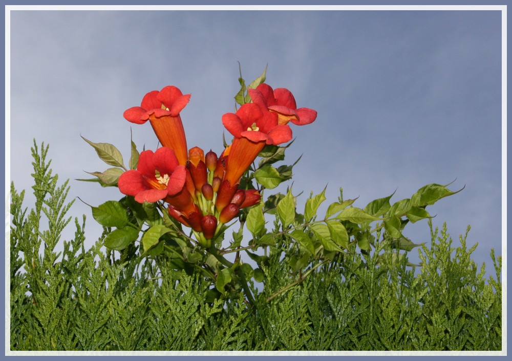 Un ciel, une fleur : une photo !!