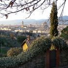 Un cipresso e FIrenze