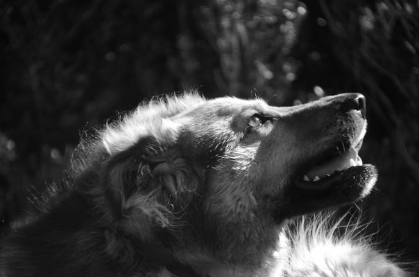 * un classique ,-))) *