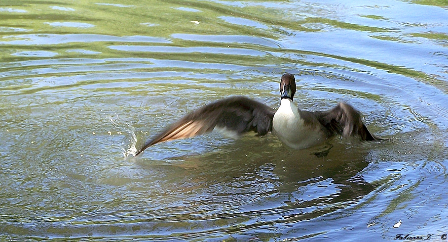 un câlin ?