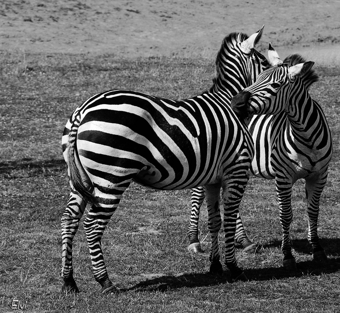 Un câlin zébré