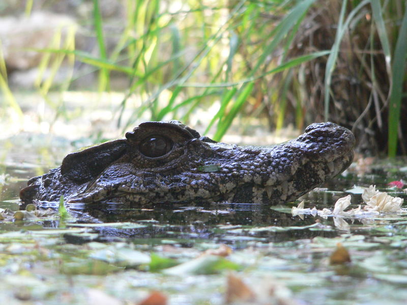 Un coccodrillo nella Pianura Padana