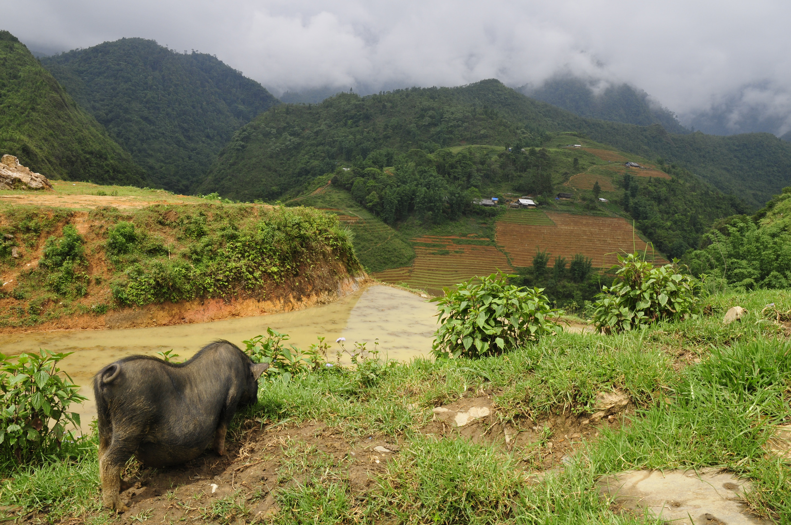 un cochon à Sapa