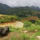 un cochon à Sapa