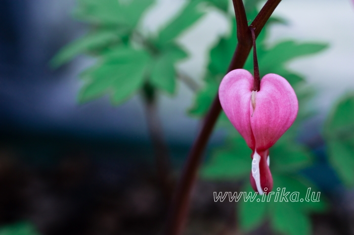 Un coeur à briser