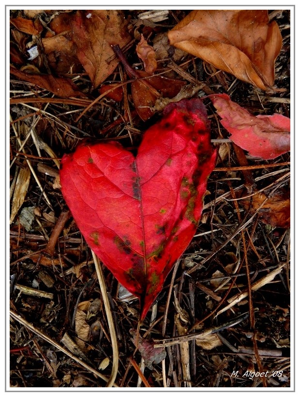 un coeur