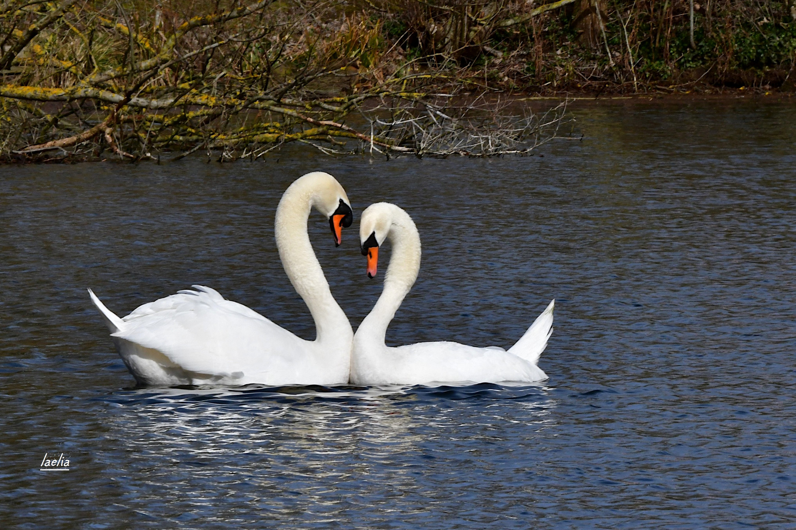 un coeur d amour de cygnes