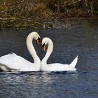 un coeur d amour de cygnes