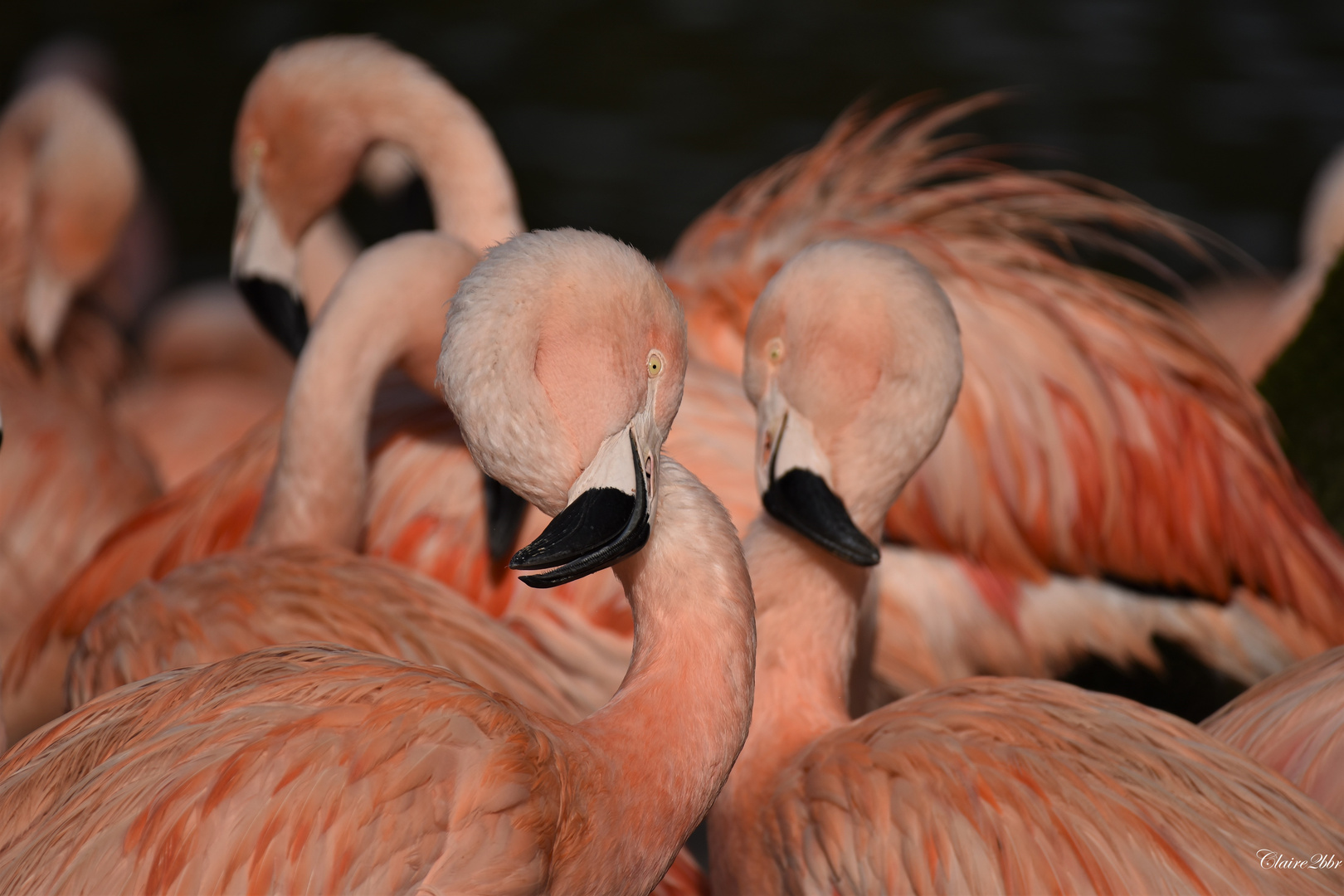 Un coeur pour deux flamants 