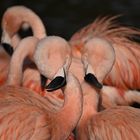 Un coeur pour deux flamants 