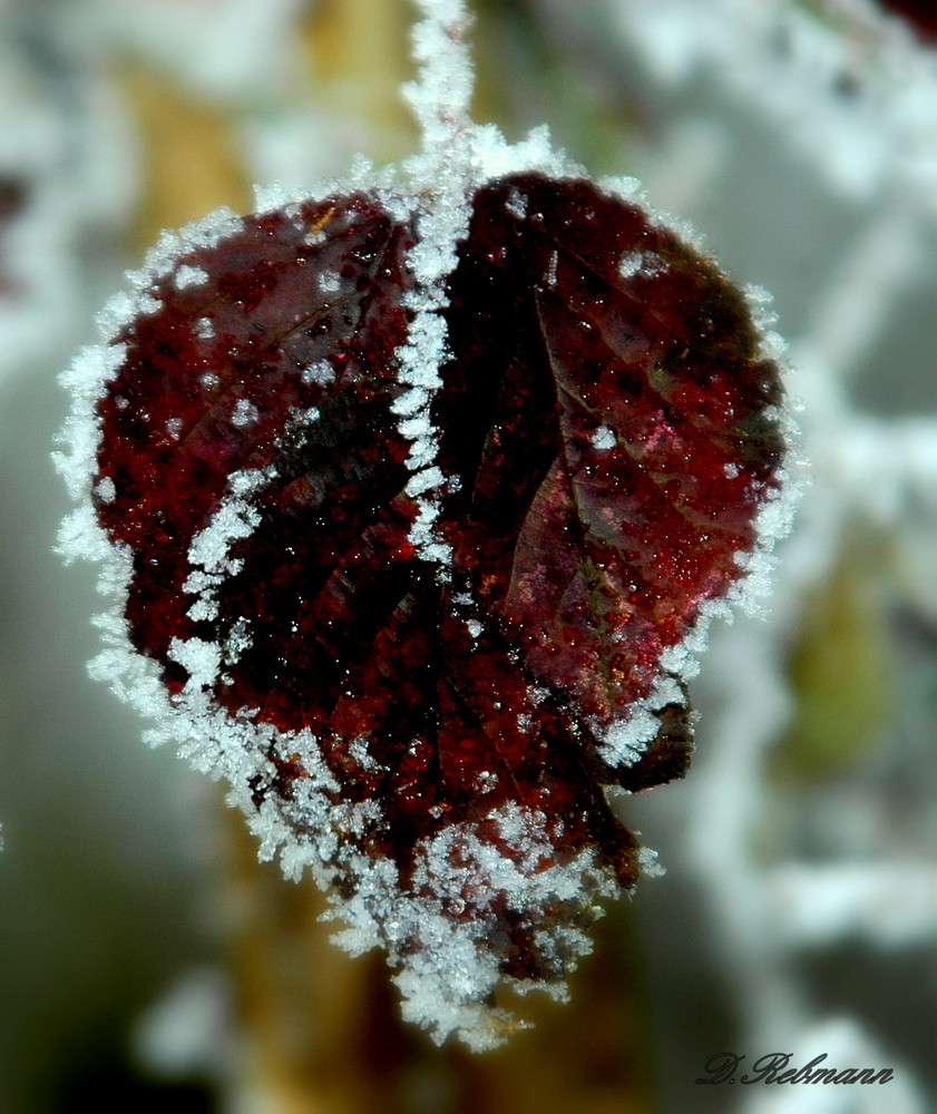 un coeur qui à froid!