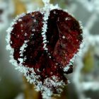 un coeur qui à froid!