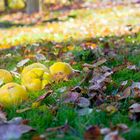 Un coin au jardin