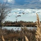 Un coin de Camargue.......