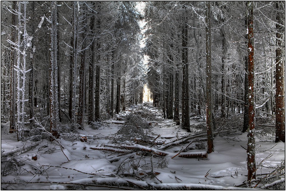 Un coin de forêt au signal de Botrange